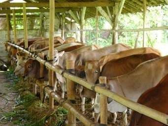 sapi potong
